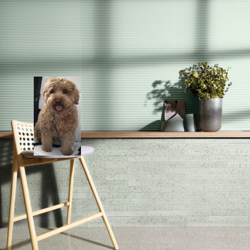 A photo of a dog sitting on a 2000 WALL in front of a window.